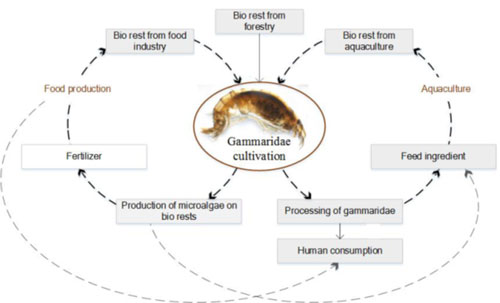 production of low trophic Crustaceans