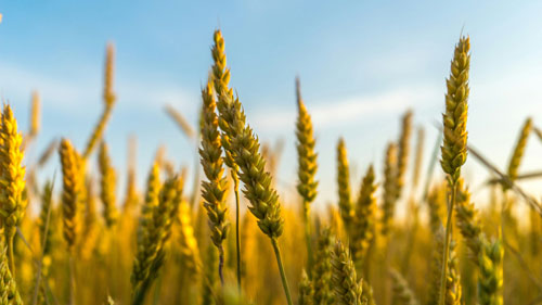 Grain residues as a source of fiber in compound feed for increased sustainability, self-sufficiency, and for value creation in feed production